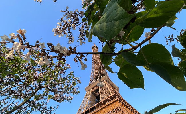Paulownia in città: a Parigi un simbolo storico